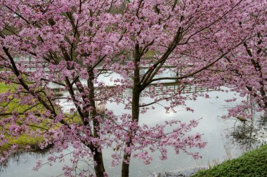 Japonya 'da bahar çiçekleri pembe sakura kiraz ağacı, pembe yapraklar göl suyuna düşer, özgürlüklerin yansıması, arka planda tahta köprü