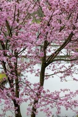 Japonya 'da bahar çiçekleri pembe sakura kiraz ağacı, pembe yapraklar gölet suyuna düşer, özgürlükleri yansıtır.