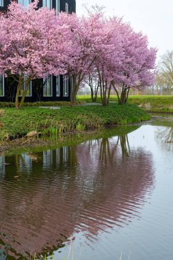 Japonya 'da bahar çiçekleri pembe sakura kiraz ağacı, pembe yapraklar gölet suyuna düşer, özgürlükleri yansıtır.