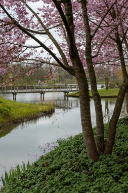 Japonya 'da bahar çiçekleri pembe sakura kiraz ağacı, pembe yapraklar göl suyuna düşer, özgürlüklerin yansıması, arka planda tahta köprü