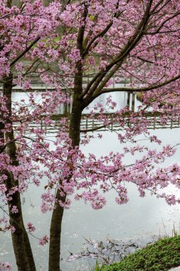 Japonya 'da bahar çiçekleri pembe sakura kiraz ağacı, pembe yapraklar göl suyuna düşer, özgürlüklerin yansıması, arka planda tahta köprü