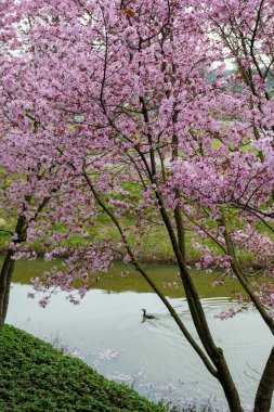 Japonya 'da bahar çiçekleri pembe sakura kiraz ağacı, pembe yapraklar gölet suyuna düşer, özgürlükleri yansıtır.