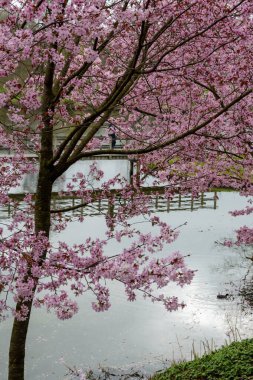 Japonya 'da bahar çiçekleri pembe sakura kiraz ağacı, pembe yapraklar göl suyuna düşer, özgürlüklerin yansıması, arka planda tahta köprü