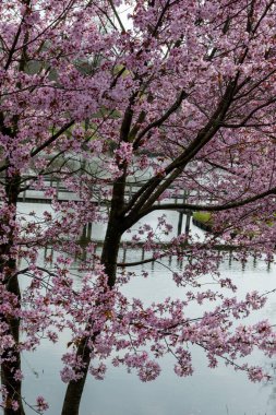Japonya 'da bahar çiçekleri pembe sakura kiraz ağacı, pembe yapraklar göl suyuna düşer, özgürlüklerin yansıması, arka planda tahta köprü