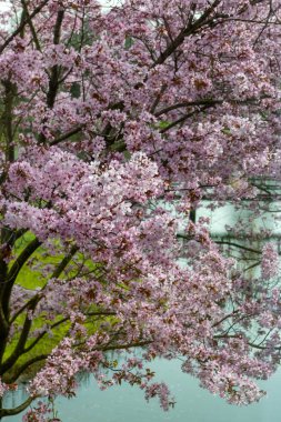 Japonya 'da bahar çiçekleri pembe sakura kiraz ağacı, pembe yapraklar göl suyuna düşer, özgürlüklerin yansıması, arka planda tahta köprü