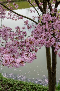 Japonya 'da bahar çiçekleri pembe sakura kiraz ağacı, pembe yapraklar gölet suyuna düşer, özgürlükleri yansıtır.