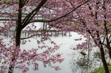 Japonya 'da bahar çiçekleri pembe sakura kiraz ağacı, pembe yapraklar göl suyuna düşer, özgürlüklerin yansıması, arka planda tahta köprü