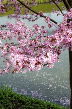 Japonya 'da bahar çiçekleri pembe sakura kiraz ağacı, pembe yapraklar gölet suyuna düşer, özgürlükleri yansıtır.
