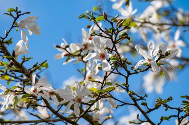 Güneşli bir günde, mavi gökyüzü ve Avrupa 'da mevsimlik çiçeklerle bembeyaz manolya çiçekleri.