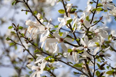 Güneşli bir günde, mavi gökyüzü ve Avrupa 'da mevsimlik çiçeklerle bembeyaz manolya çiçekleri.