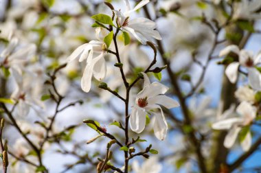Güneşli bir günde, mavi gökyüzü ve Avrupa 'da mevsimlik çiçeklerle bembeyaz manolya çiçekleri.