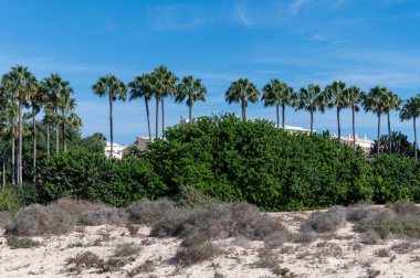 Fuerteventura Adası, Kanarya Adaları 'ndaki Costa Calma Köyü' ndeki palmiye ağacı sokağı, İspanya 'da seyahat yeri.