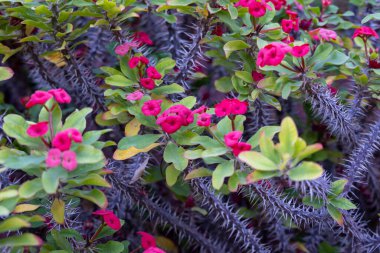 Pink blossom of ornamental indoor and outdoor tropical plant euphorbia milii or crown of thorns, Christ plant close up clipart