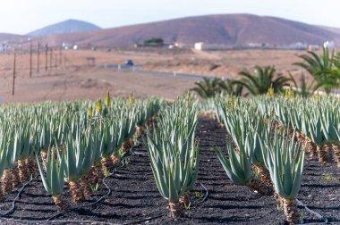 Aloe vera çiftliği, ilaç, kozmetik, cilt bakımı, dekorasyon, Fuerteventura, Kanarya Adaları, İspanya