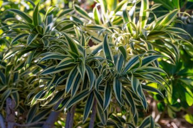 Güneşli bir günde Dracena reflekslerinin yeşil beyaz yaprakları