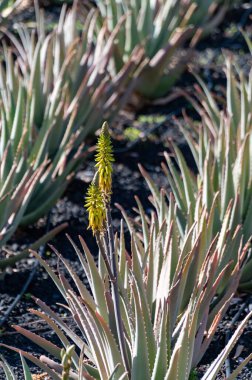 Aloe vera çiftliği, ilaç, kozmetik, cilt bakımı, dekorasyon, Fuerteventura, Kanarya Adaları, İspanya