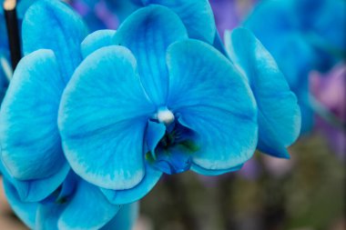 Mavi ve menekşe çiçekleri tropikal orkideler yakın, ya da gizli arkaplan
