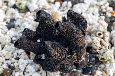 Beyaz patlamış mısır şekilli mercanlar ve deniz kabukları Corralejo, Fuerteventura, Kanarya adaları, İspanya 'da beyaz mercan plajlarında, kışın gidilecek yer