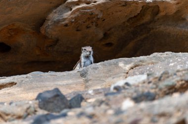 Sincap ya da barbar yer sincabı kışın İspanya 'nın Kanarya Adaları Fuerteventura kentindeki güneş ışığında koyu lav taşlarının üzerinde oturur.