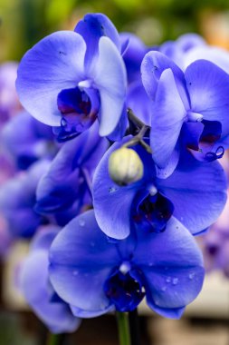 Mavi ve menekşe çiçekleri tropikal orkideler yakın, ya da gizli arkaplan