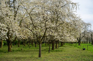 Bahar çiçekleri meyve bahçesinde, meyve bölgesi Betuwe, Hollanda 'da, doğa manzarası