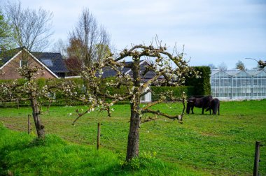 Yeşil otlaklı kırsal Hollanda manzarası, Gelderland 'da atlar ve çiftlikler, ilkbahar zamanı