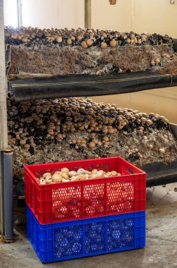 Kahverengi şampiyon mantarlarının büyümesi, gübrelerden Hollanda 'daki organik çiftliklere, Avrupa' daki gıda sanayilerine kadar büyüyen miselyum, kapanır.