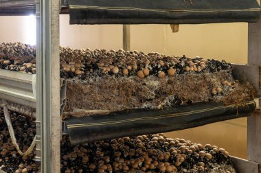 Kahverengi şampiyon mantarlarının büyümesi, gübrelerden Hollanda 'daki organik çiftliklere, Avrupa' daki gıda sanayilerine kadar büyüyen miselyum, kapanır.