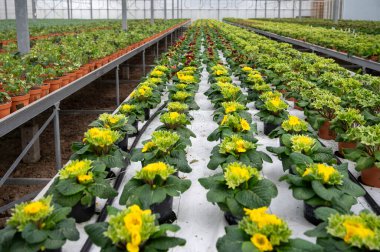 Hollanda serasında genç primula çiçekleri, yenilebilir bitki ve çiçeklerin yetiştirilmesi, birinci sınıf gurme restoranlarda özel yemekler için dekorasyon
