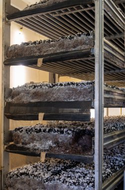 Beyaz şampiyon mantarlarının büyümesi, miselyum gübrelerden Hollanda 'daki organik çiftliklere, Avrupa' daki gıda endüstrisine kadar büyür.