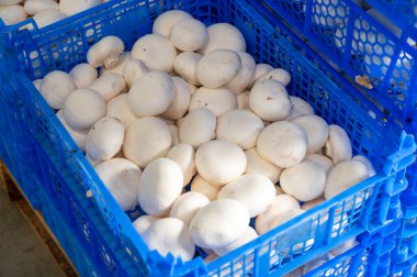 Hollanda 'daki organik çiftlikte taze beyaz şampiyonların yetiştirilmesi, Avrupa' da gıda endüstrisi, şampiyonların satışa hazır olduğu plastik kutular.