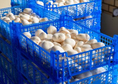 Hollanda 'daki organik çiftlikte taze beyaz şampiyonların yetiştirilmesi, Avrupa' da gıda endüstrisi, şampiyonların satışa hazır olduğu plastik kutular.