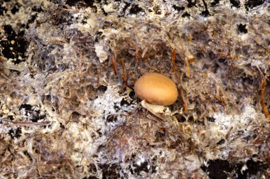 Kahverengi şampiyon mantarlarının büyümesi, gübrelerden Hollanda 'daki organik çiftliklere, Avrupa' daki gıda sanayilerine kadar büyüyen miselyum, kapanır.