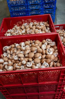 Hollanda 'da organik çiftlikte taze kahverengi şampiyon mantarları, Avrupa' da gıda endüstrisi, şampiyonlarla dolu plastik kutular satışa hazır.