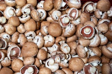 Hollanda 'daki organik çiftlikte taze kahverengi mantar hasadı Avrupa' da gıda endüstrisi, arka plan şampiyonları...