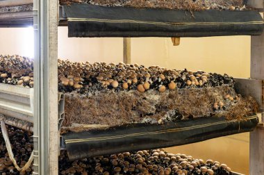 Kahverengi şampiyon mantarlarının büyümesi, gübrelerden Hollanda 'daki organik çiftliklere, Avrupa' daki gıda sanayilerine kadar büyüyen miselyum, kapanır.