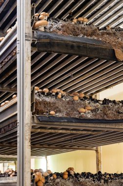 Kahverengi şampiyon mantarlarının büyümesi, gübrelerden Hollanda 'daki organik çiftliklere, Avrupa' daki gıda sanayilerine kadar büyüyen miselyum, kapanır.