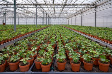 Hollanda serasında tropeolum bahçesindeki genç bitkiler, yenilebilir bitki ve çiçeklerin yetiştirilmesi, birinci sınıf gurme restoranlarda özel yemekler için dekorasyon