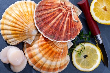 Atlantik körfezi deniz tarakları, deniz kabukları ve deniz kabukları, kabuklar içinde Normandiya 'da ya da Britanya' da, Fransa 'da balık pazarında günün avı