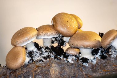 Kahverengi şampiyon mantarlarının büyümesi, gübrelerden Hollanda 'daki organik çiftliklere, Avrupa' daki gıda sanayilerine kadar büyüyen miselyum, kapanır.