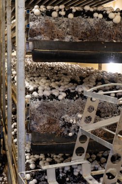 Beyaz şampiyon mantarlarının büyümesi, miselyum gübrelerden Hollanda 'daki organik çiftliklere, Avrupa' daki gıda endüstrisine kadar büyür.