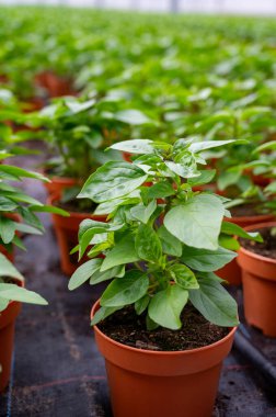 Hollanda serasında taze aromatik Tayland fesleğeni bitkisi, yenilebilir bitki ve çiçeklerin yetiştirilmesi, birinci sınıf gurme restoranlarda özel yemekler için dekorasyon