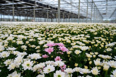 Beyaz Kasımpatı çiçekleri büyük Hollanda serasında büyür, dükkanlar için taze çiçekler ve dünya çapında açık arttırmalar, Hollanda 'dan çiçekler