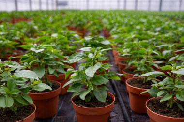 Hollanda serasında taze aromatik Tayland fesleğeni bitkisi, yenilebilir bitki ve çiçeklerin yetiştirilmesi, birinci sınıf gurme restoranlarda özel yemekler için dekorasyon