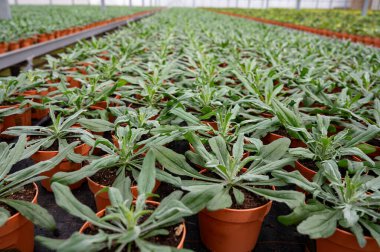 Hollanda serasında devedikeni benzeri çiçeklere benzeyen genç bitkiler, yenilebilir bitki ve çiçeklerin yetiştirilmesi, birinci sınıf gurme restoranlarda yemekler için dekorasyon