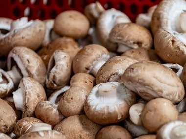 Hollanda 'da organik çiftlikte taze kahverengi şampiyon mantarları, Avrupa' da gıda endüstrisi, şampiyonlarla dolu plastik kutular satışa hazır.