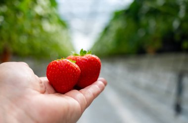 Hollanda cam serası, olgunlaşmış kırmızı tatlı çilekle çalışan işçiler, çilek ekimi, taze çilek yetiştirme sıraları