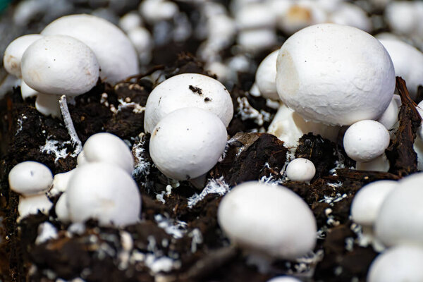 Growing of white champignons mushrooms, mycelium grow from compost into casing on organic farm in Netherlands, food industry in Europe, close up