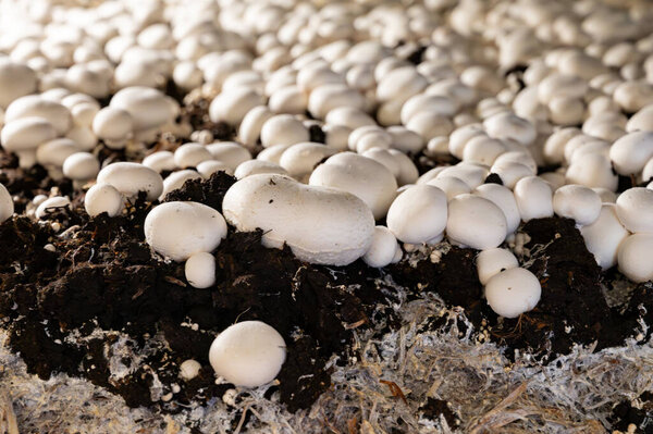 Growing of white champignons mushrooms, mycelium grow from compost into casing on organic farm in Netherlands, food industry in Europe, close up