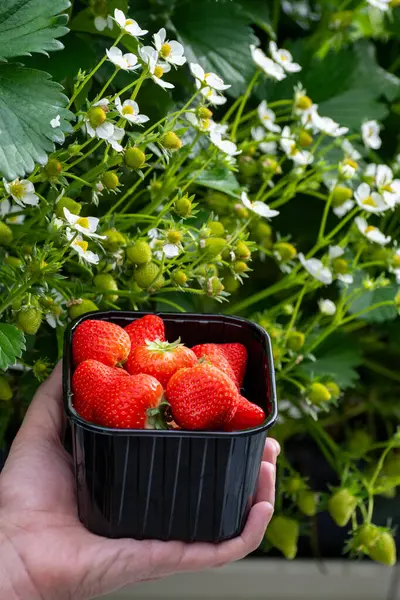 stock image Dutch glass greenhouse, hand with new harvest of ripe red sweet strawberries in box, cultivation of strawberries, rows with young growing strawberries plants